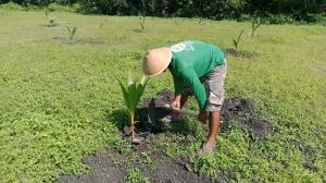 Pembuatan lubang tanam kelapa kopyor